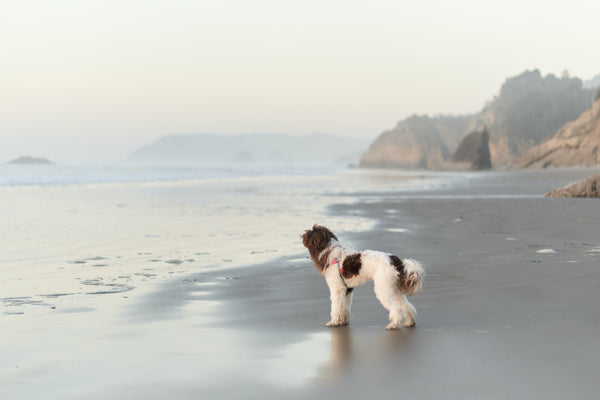 dog at beach