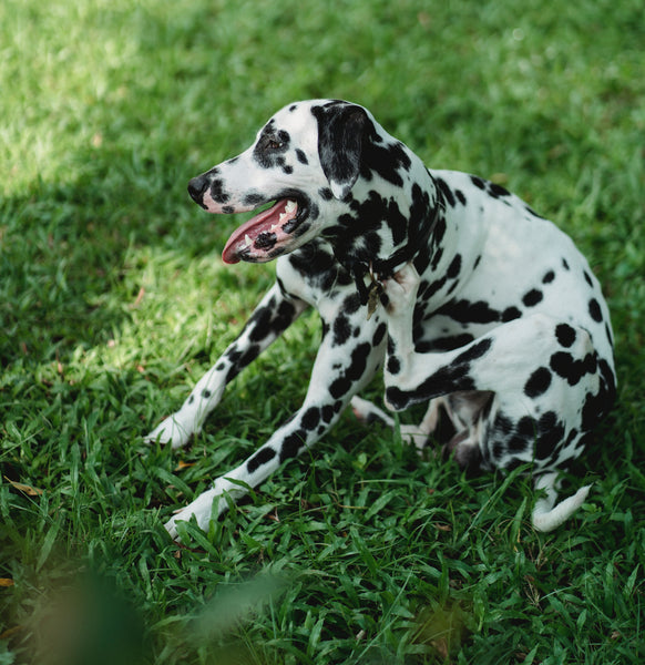 dalmation