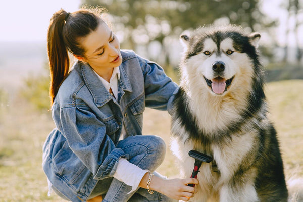 brushing dog