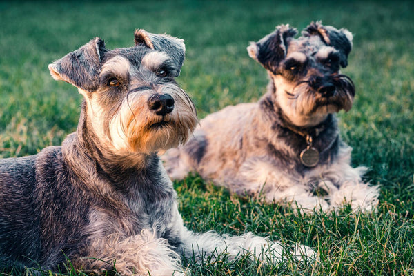 two dogs on grass