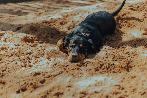 dog laying in the sand