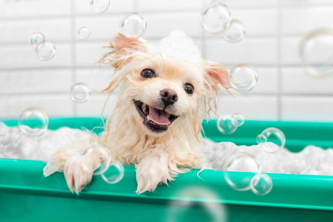 pomeranian-spitz-is-showering-with-shampoo-dog-bath