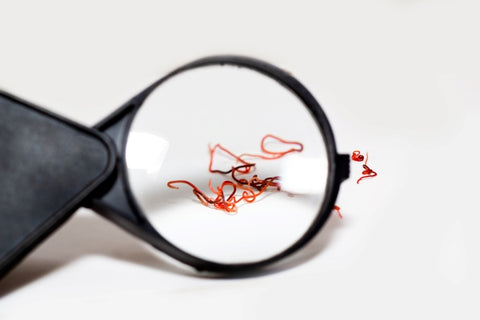 red-parasites-worms-white-background-magnifying-glass