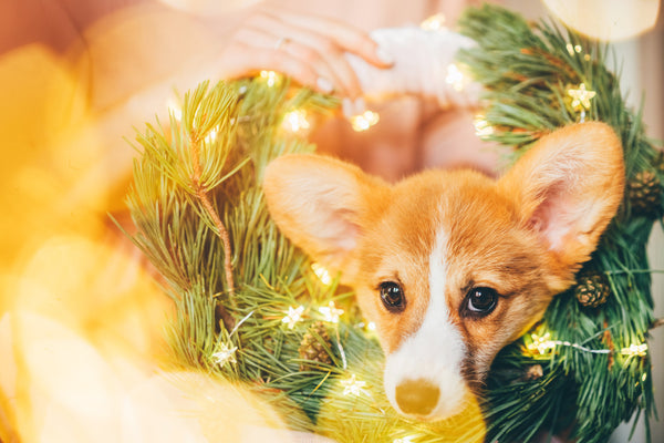 puppy-photoshoot-as-a-holiday-gift
