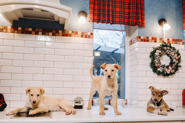 best-holiday-gifts-for-puppy-owners