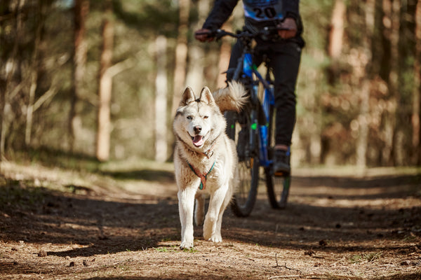 how-much-exercise-does-your-dog-need