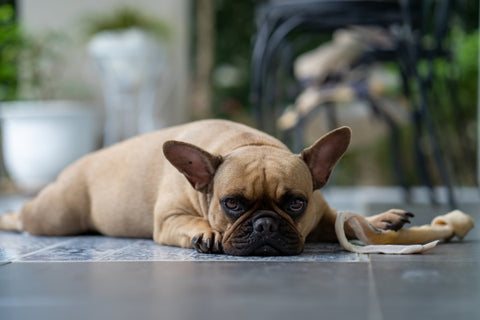 selective-focus-shot-french-bulldog-lying-floor-with-rawhide-bone