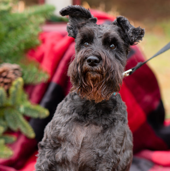 Kerry Blue Terrier