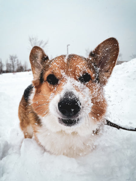 5 Fun Dog Activities to Keep Them Active This Winter