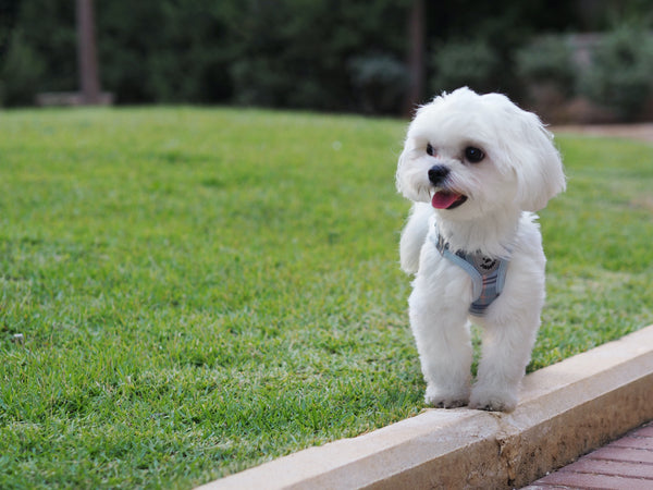 maltese