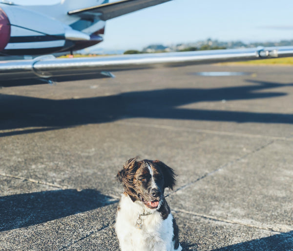 flying with dog