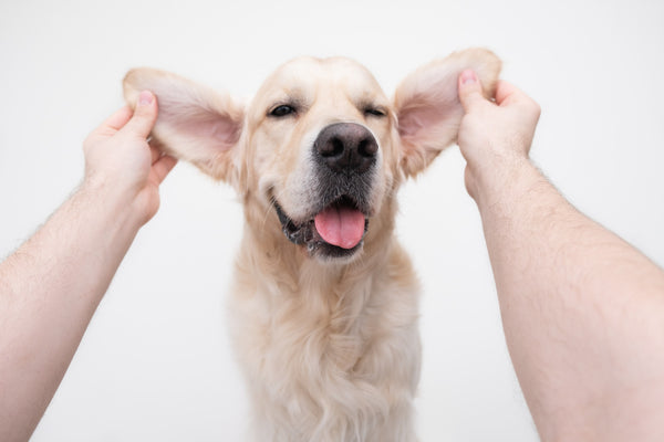 how to make cleaning your dogs ears a positive experience