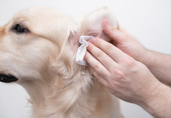 proven-ways-to-help-dog-ear-irritation