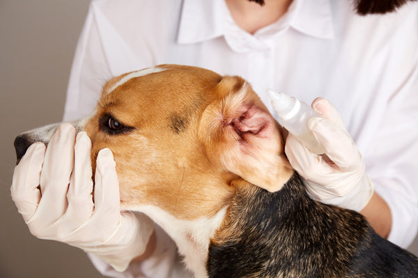 ear drop method to clean your dogs ears