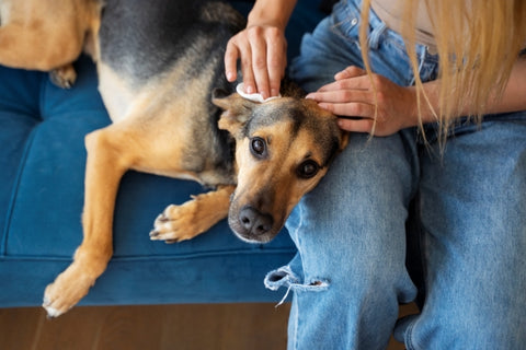 top-view-woman-cleaning-dog