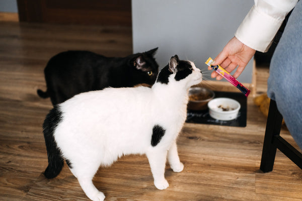 Integrating Multivitamins into Your Cat's Routine