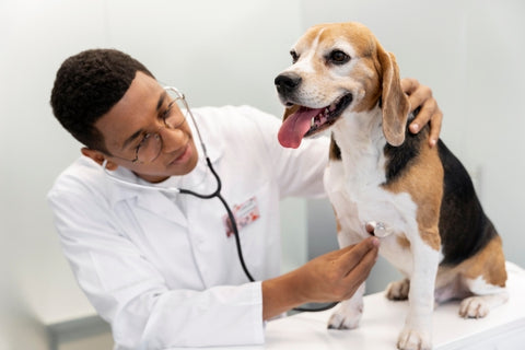 veterinarian-checking-dog-medium-shot 