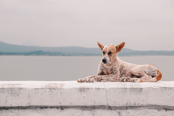 dog on ledge by water