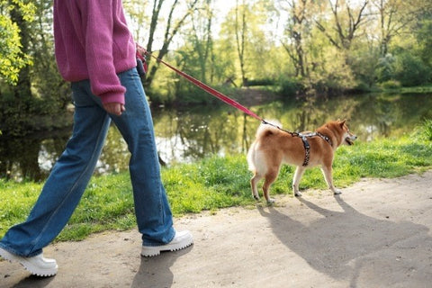 walking-around-the-park-with-dog-owner