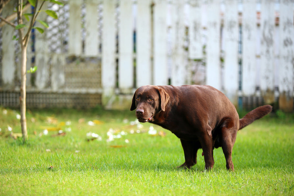 Why Does My Dog Have Diarrhea How To Help Your Pooch S Poop Problem Pethonesty