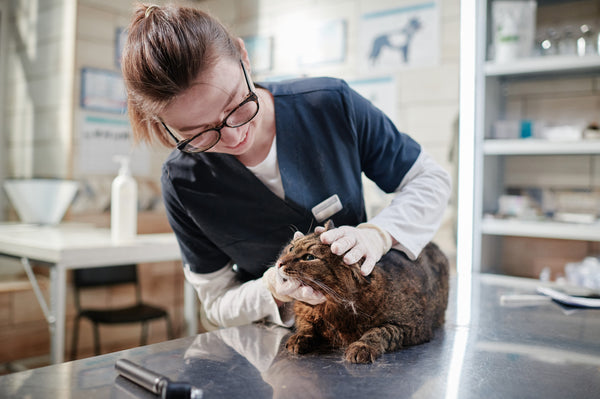 regular vet check ups are necessary