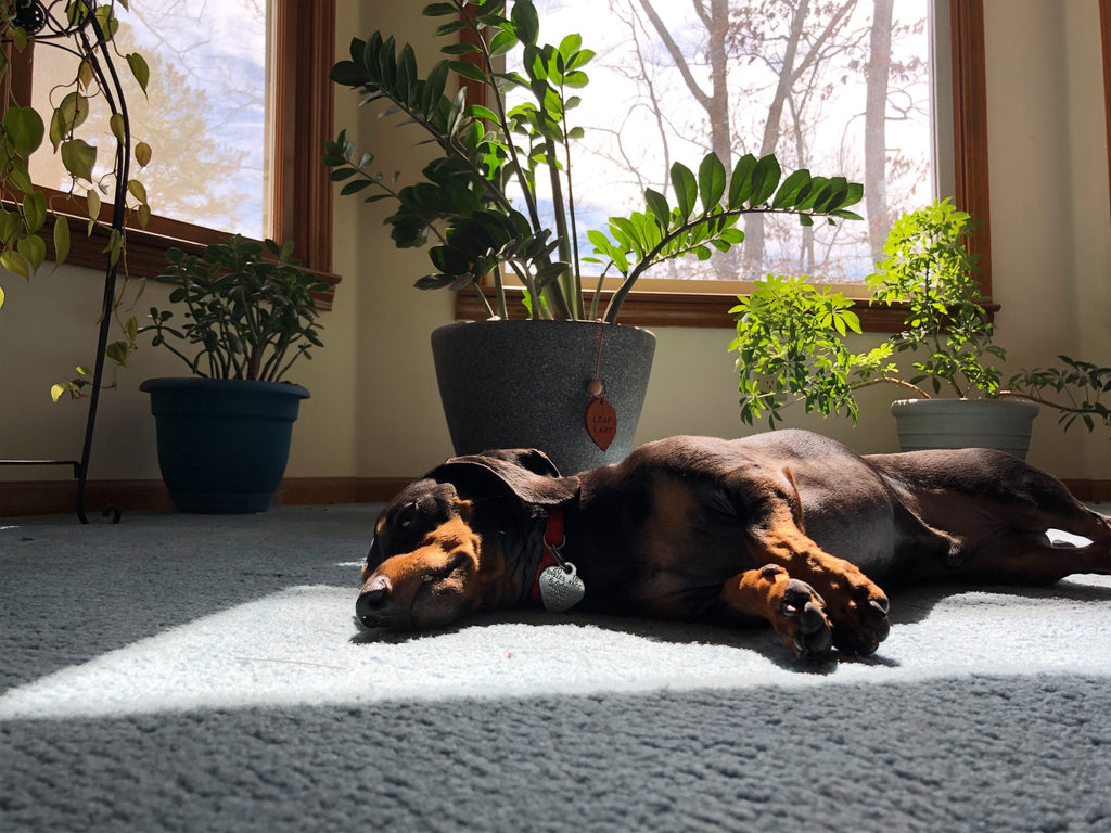 Tired Dog Laying on the Floor