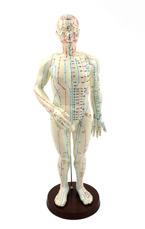50cm acupunctuurmodel met basis - mannelijk en vrouwelijk menselijk meridianenmodel, acupunctuurstarterkit [acupunctuurmodel, meridianenmodel]