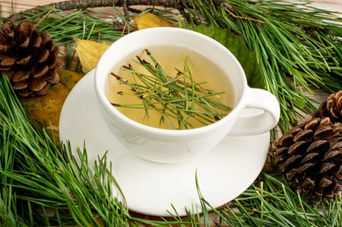 benefits of drinking pine needle tea