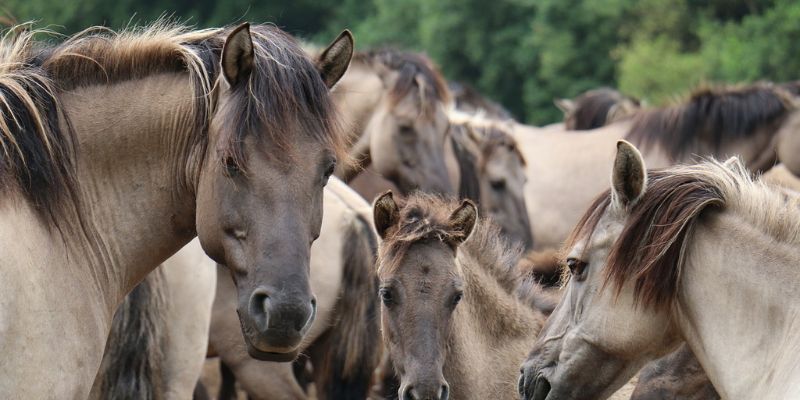 Dülmener Wildpferd