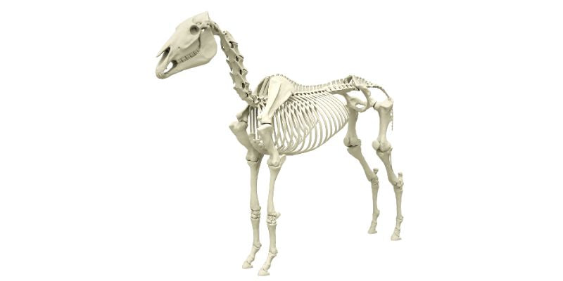 Pferde Skelett