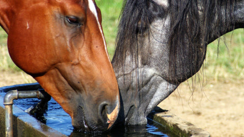 Pferde trinken Wasser
