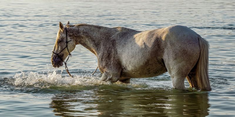 Aqua Training Pferd zum Muskelaufbau