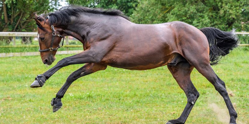 Gesunde Muskulatur Pferd