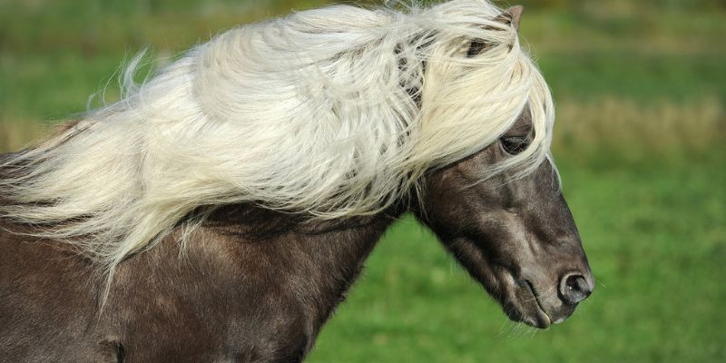 isländer pferd weiße mähne