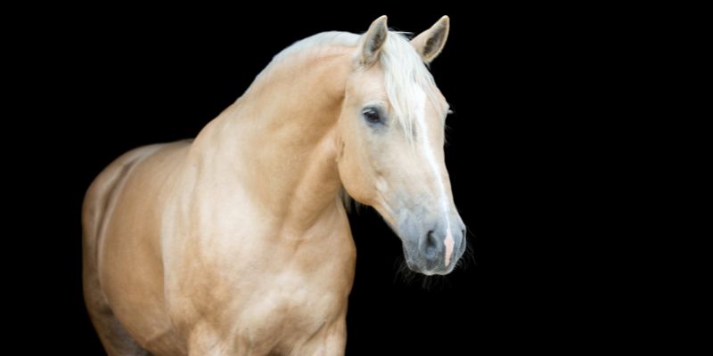 palomino