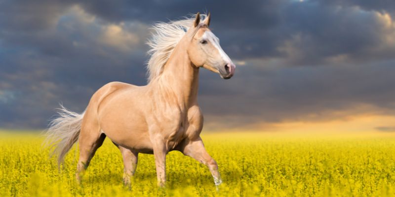 palomino pferd