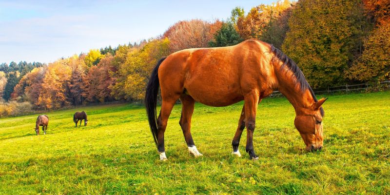 pferd im freiem