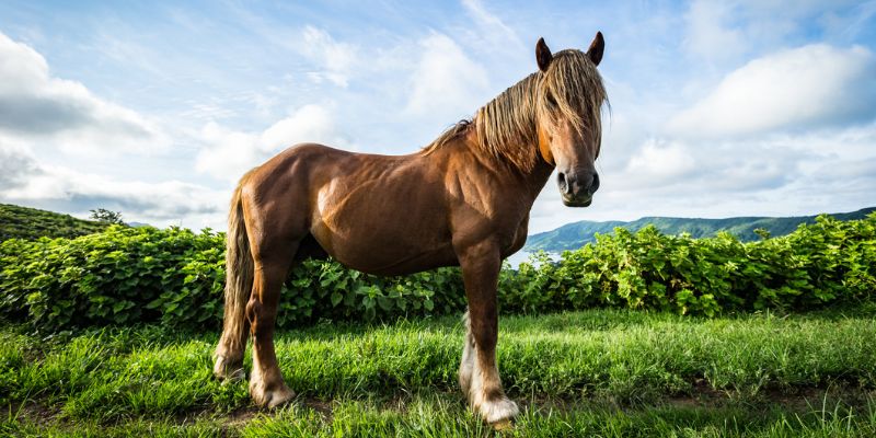 pferd im freien