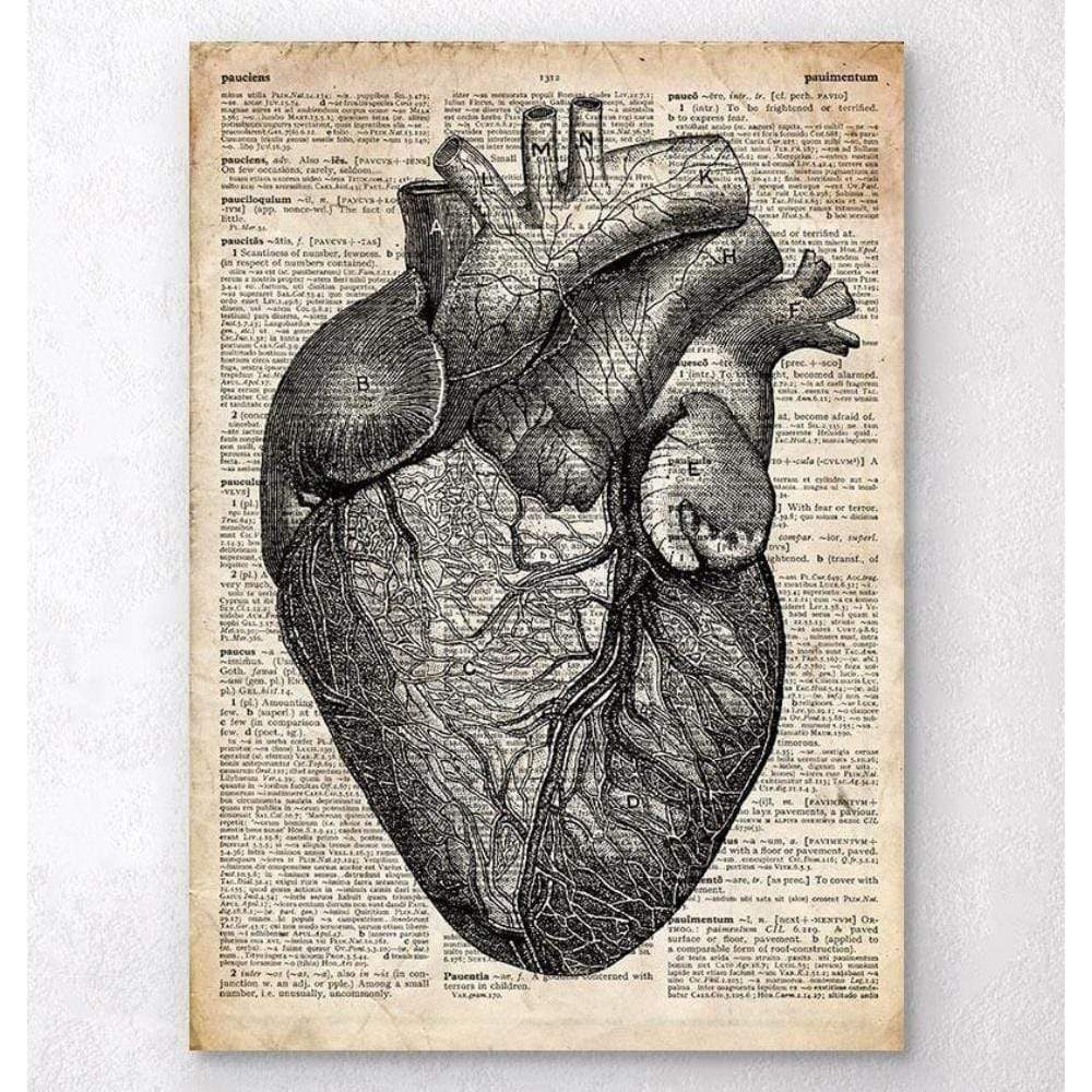 Heart Anatomy Old Dictionary Page - Vet Equip Australia