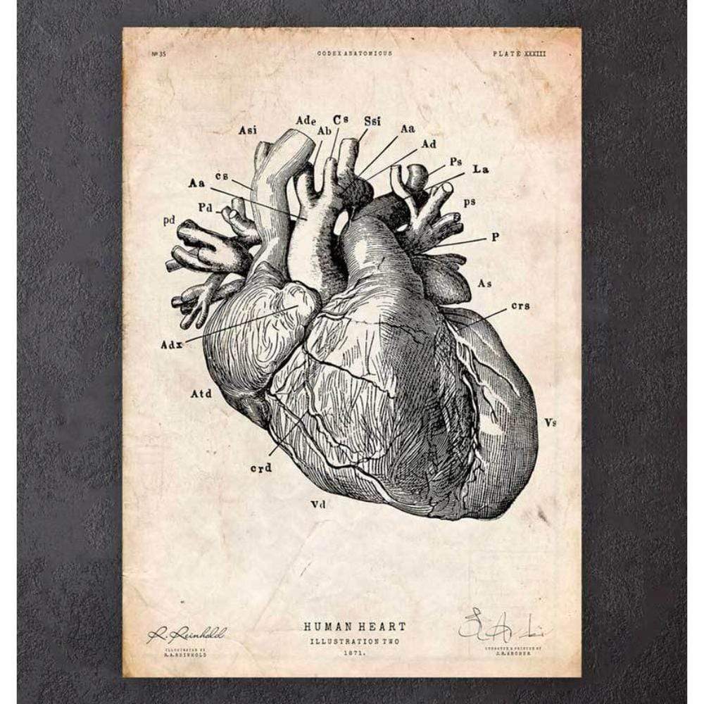 Heart Anatomy Print IV - Vet Equip Australia