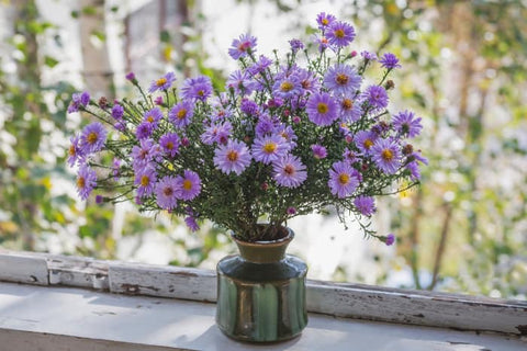 Celebrating The Beauty Of Asters In September