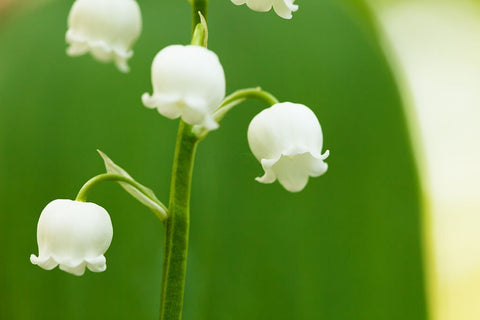 Would Spring Still Smell Like Spring Without Lily of the Valley