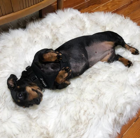 Vegan Fur Orthopedic Dog Cat Bed - mytmworld