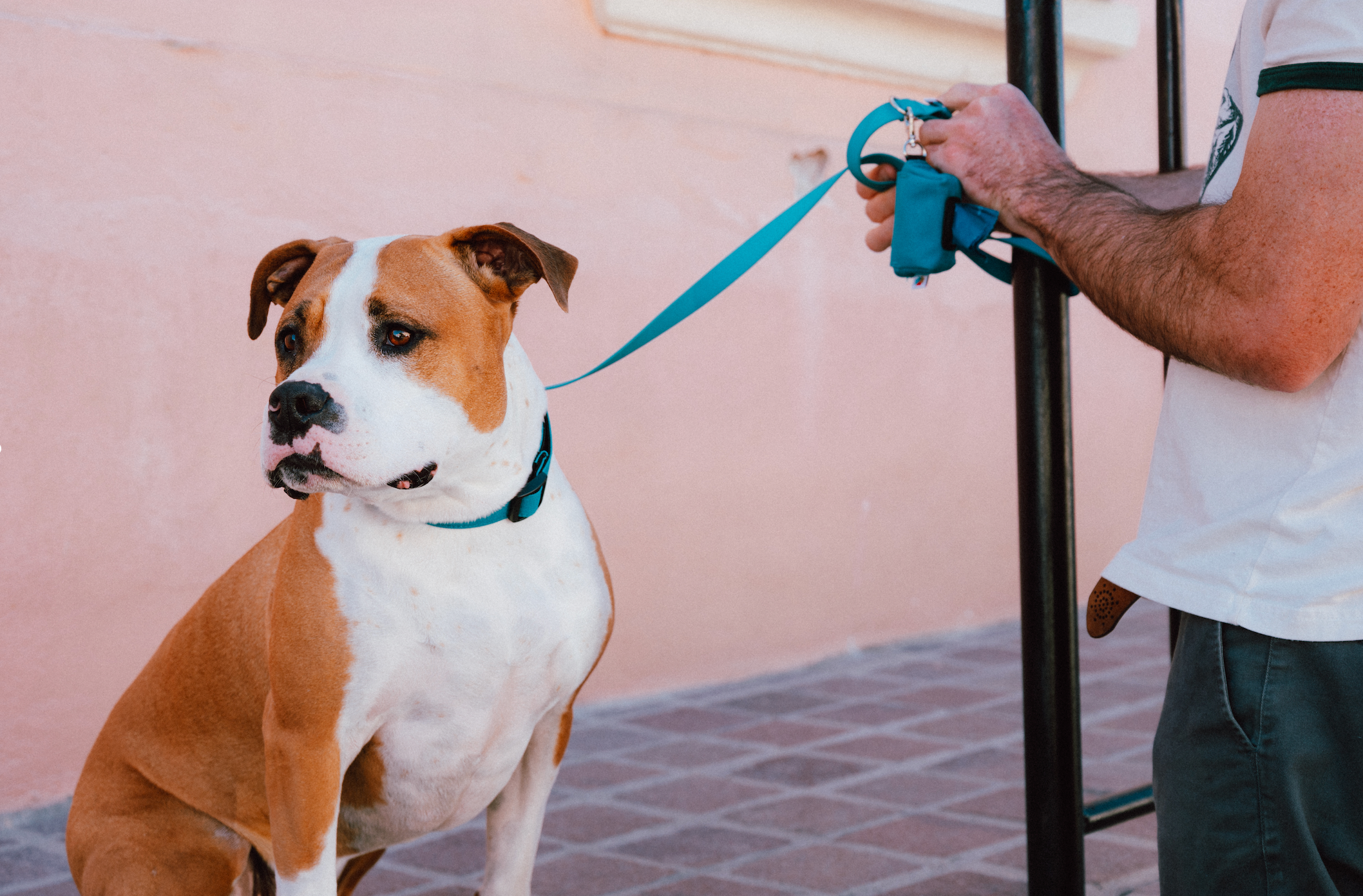 Dogyard Monogram Dog Backpack, Paws Circle