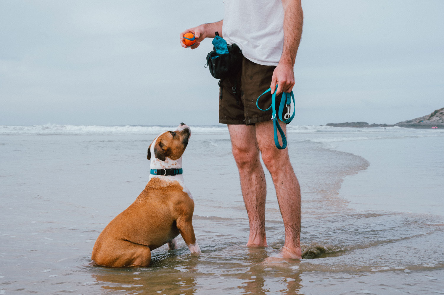 pit bull and dog dad playing fetch on the beach