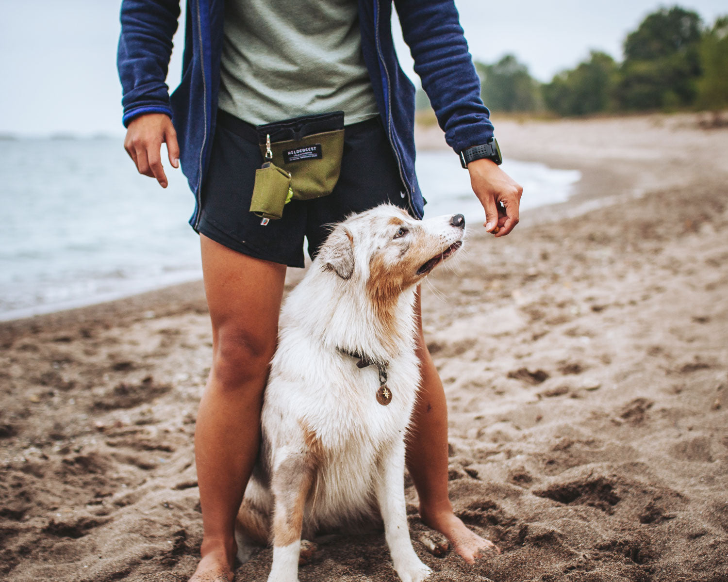australian shepherd and dog mom training on the beach