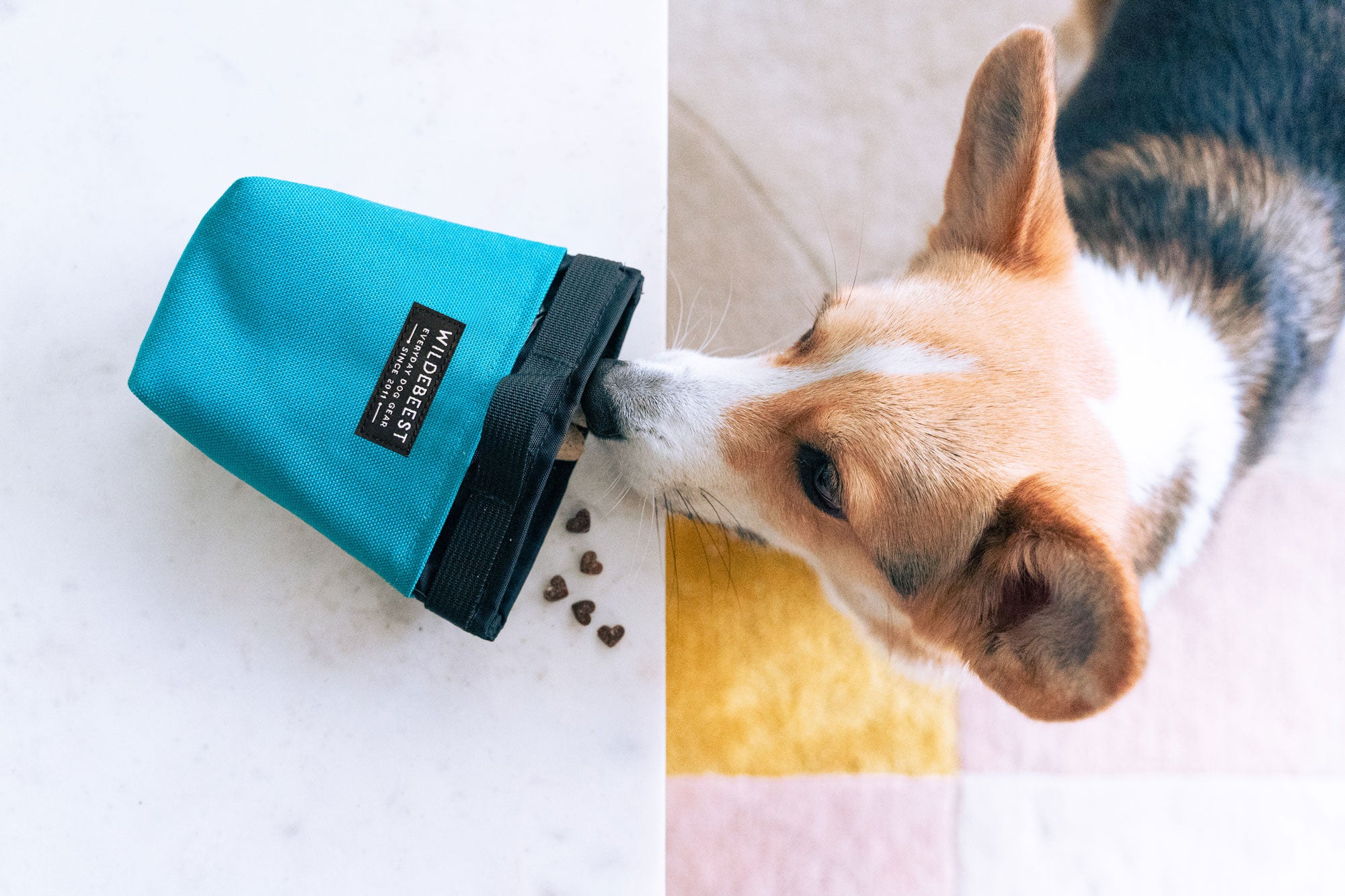 corgi BMO sniffing treats and treat pouch on kitchen counter