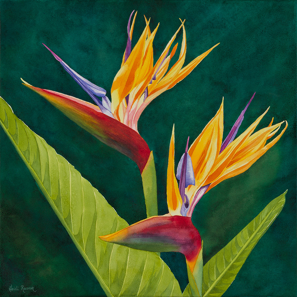 Birds of Paradise Fragrance Oil Birds of Paradise Fragrance Oil