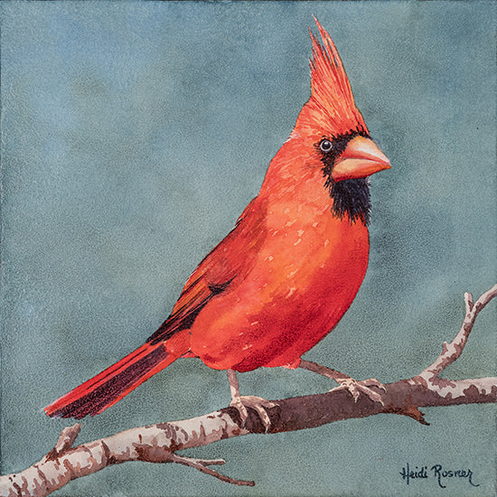 Red - Cardinal Bird Watercolor Painting - Heidi Rosner Fine Art