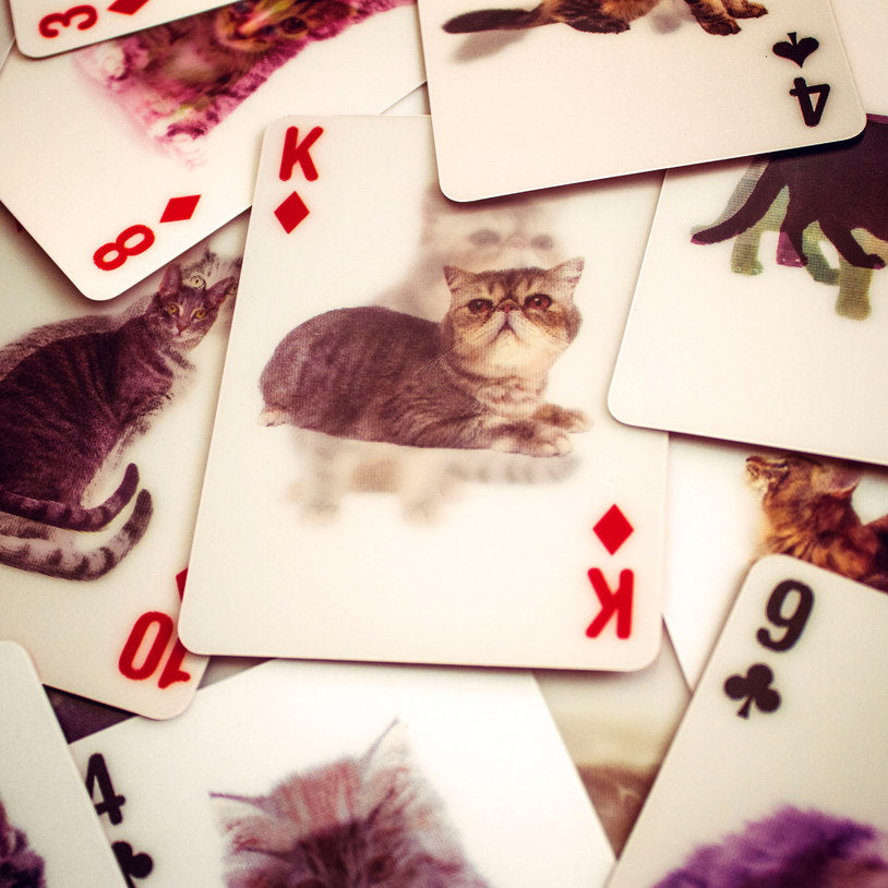 cats playing cards